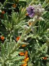 Berkheya purpurea