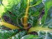 Beta vulgaris Flavescens Group