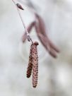 Betula pendula