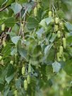 Betula pendula