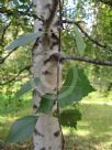 Betula pendula