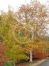 Betula pendula