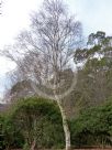 Betula pendula