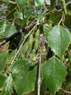 Betula platyphylla