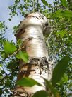 Betula pubescens