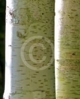 Betula utilis