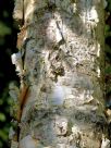 Betula utilis