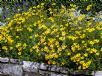 Bidens ferulifolia