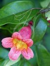 Bignonia capreolata