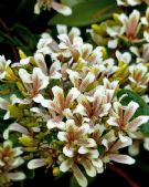 Marianthus bicolor