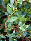 Marianthus bicolor