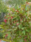 Marianthus erubescens