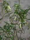 Billardiera scandens