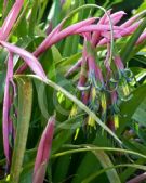 Billbergia nutans