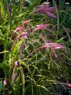 Billbergia nutans