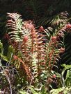 Blechnum brasiliense