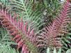 Blechnum brasiliense