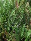 Blechnum brasiliense