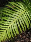 Blechnum cartilagineum